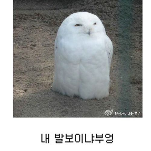 부엉부엉.jpg