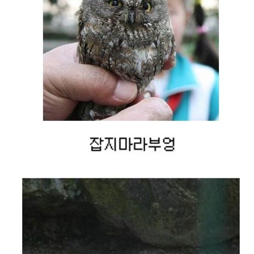 부엉부엉.jpg