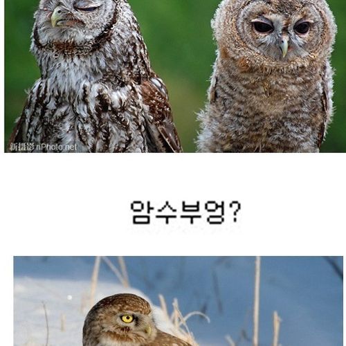 부엉부엉.jpg