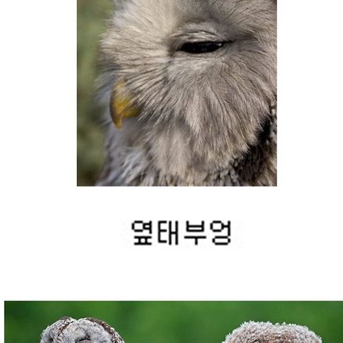 부엉부엉.jpg