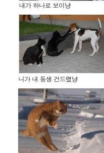 냥드립 모음.jpg