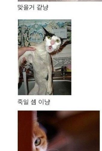 냥드립 모음.jpg