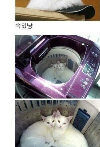 냥드립 모음.jpg