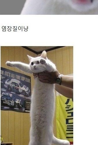 냥드립 모음.jpg