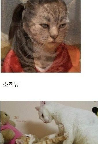 냥드립 모음.jpg