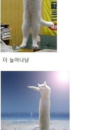 냥드립 모음.jpg