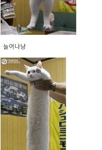 냥드립 모음.jpg