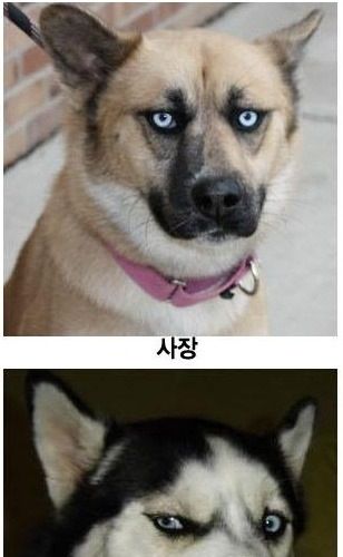 회사 직급별 표정.jpg