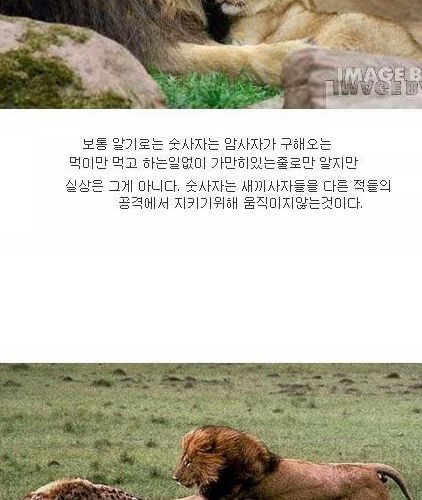 복수하는 사자.jpg