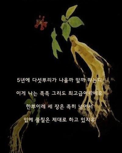 만화-인삼.jpg