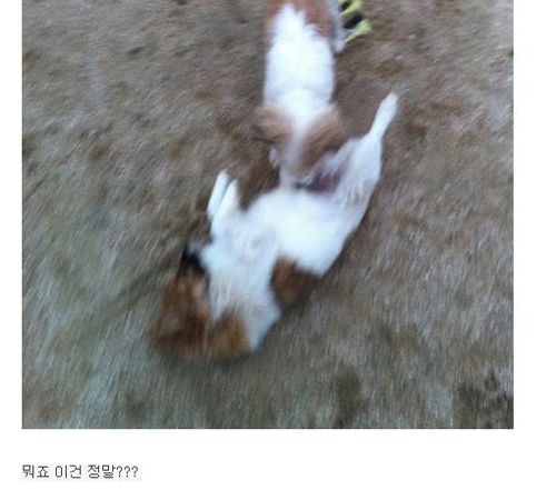 저희집 개가 게이인가요?.jpg