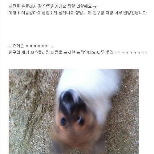 저희집 개가 게이인가요?.jpg