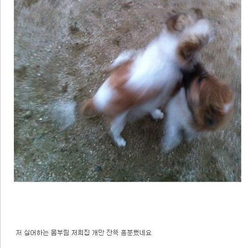 저희집 개가 게이인가요?.jpg