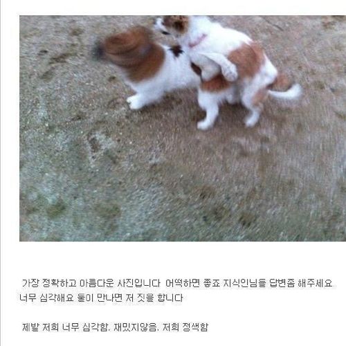 저희집 개가 게이인가요?.jpg