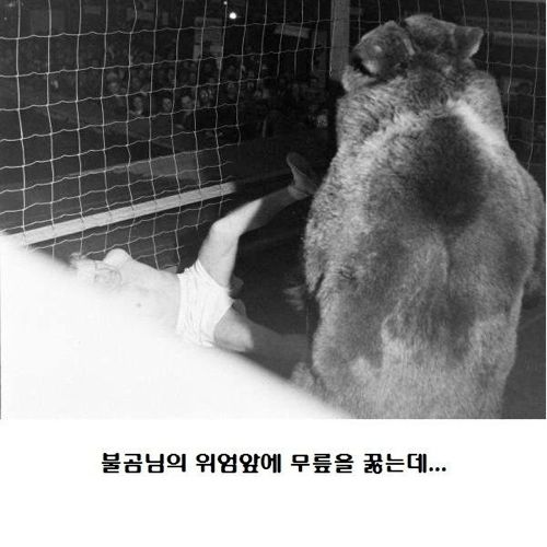 불곰vs인간의 대결.jpg