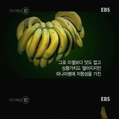 멸종위기 바나나.jpg