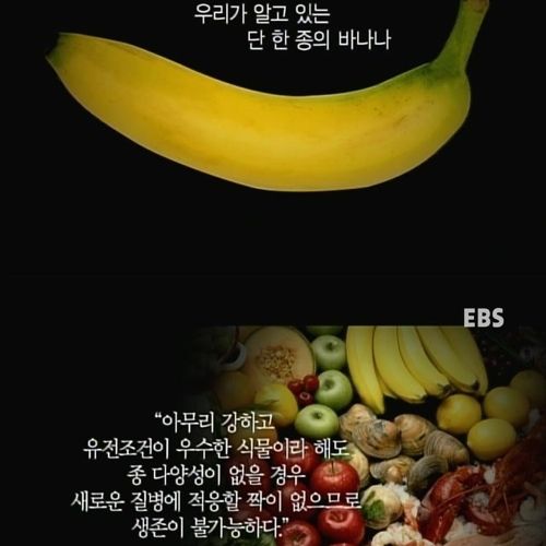 멸종위기 바나나.jpg