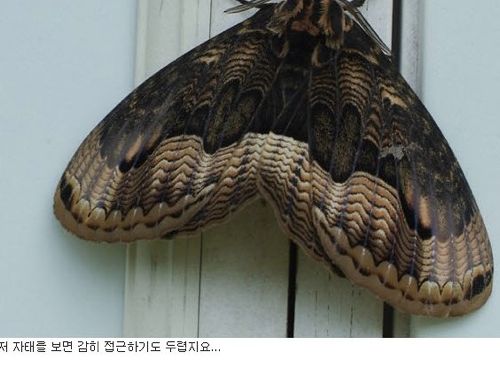 군대에 팅커벨이 있다면서요?.jpg