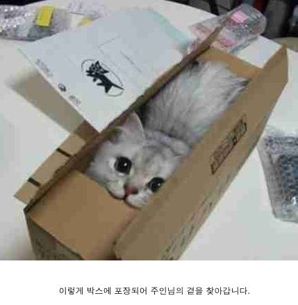 고양이 유통과정.jpg