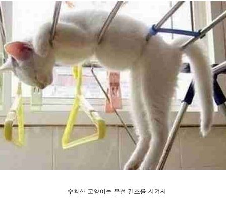 고양이 유통과정.jpg