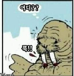 바다코끼리 사냥법.jpg