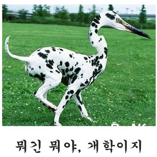 님들 이게 무슨 새인지 앎?.jpg