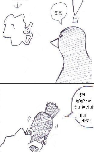 비둘기와 고양이.jpg