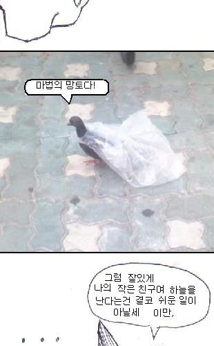 비둘기와 고양이.jpg