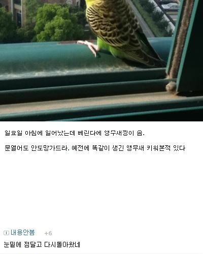 어느날 우리집에 온 앵무새 찡.jpg