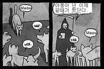 고양이가 장수하는 이유.jpg