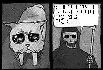 고양이가 장수하는 이유.jpg