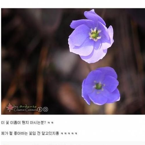 식물갤의 위엄.jpg