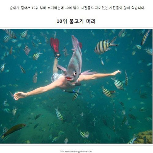 귀여운 동물 불청객들.jpg