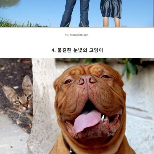 귀여운 동물 불청객들.jpg