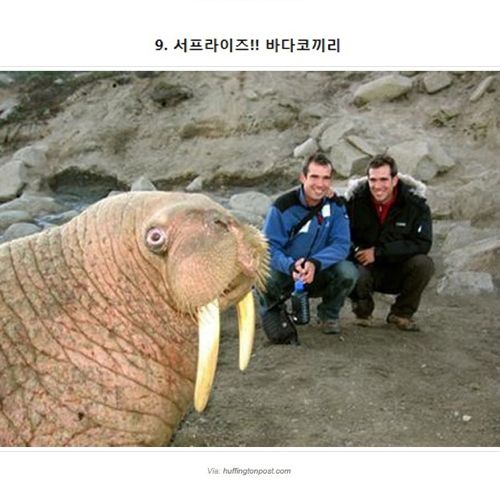 귀여운 동물 불청객들.jpg