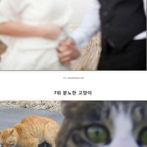 귀여운 동물 불청객들.jpg