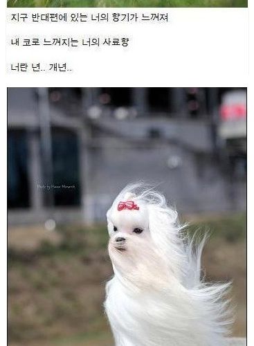 개허세.jpg