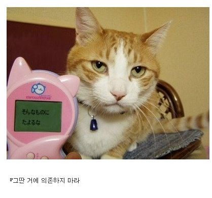 고양이 언어 번역기.jpg