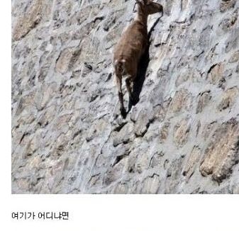 절벽에 갇힌 산양.jpg