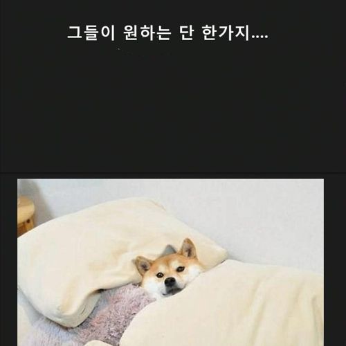 누렁이를 위하여.jpg