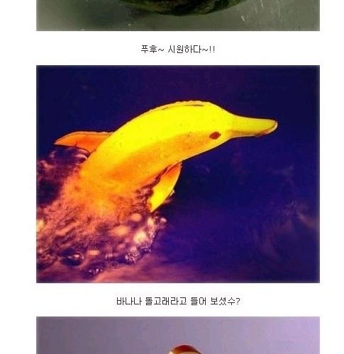 과일로 만든 예술.jpg