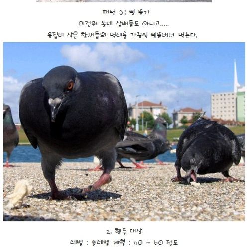 비둘기의 계급.jpg