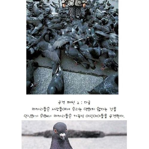 비둘기의 계급.jpg