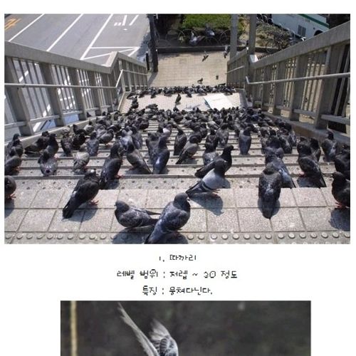 비둘기의 계급.jpg