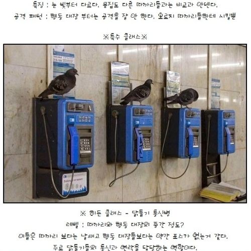 비둘기의 계급.jpg