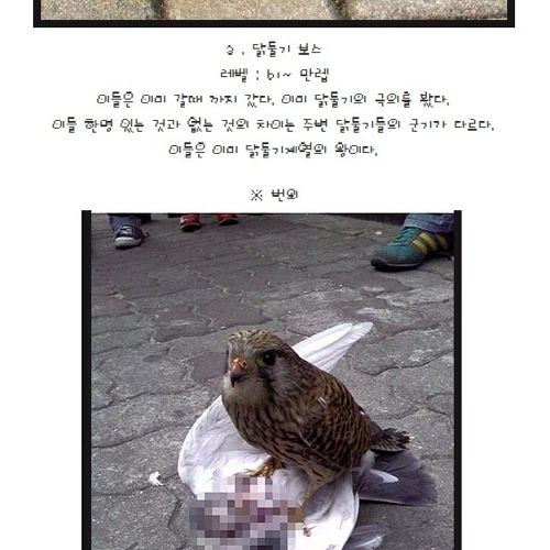 비둘기의 계급.jpg