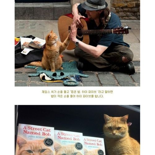 길고양이 밥.jpg