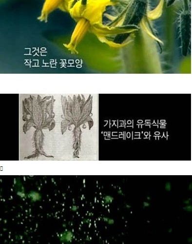 내 텃밭에서 기르는 식물은 무죄