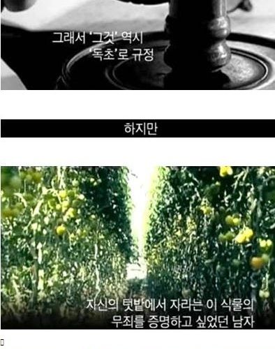 내 텃밭에서 기르는 식물은 무죄