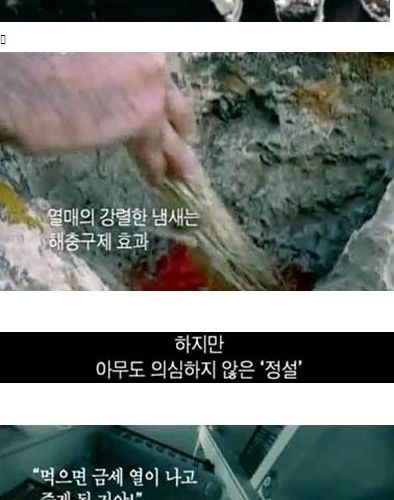 내 텃밭에서 기르는 식물은 무죄